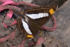 Doxocopa