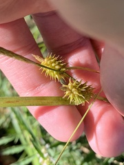 Carex cryptolepis