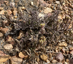 Castilleja cinerea
