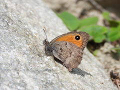 Hyponephele lycaon