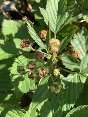 Rubus vermontanus
