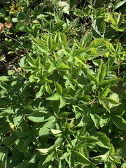 Rubus vermontanus