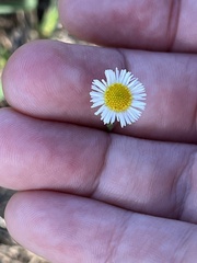 Erigeron quercifolius