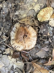 Fungi