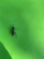 Macrophya punctumalbum