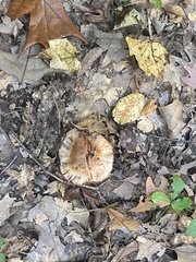 Fungi