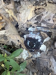 Fungi