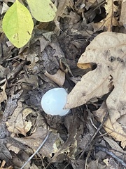 Fungi