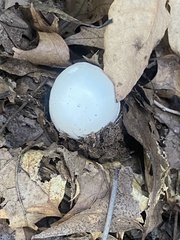 Fungi