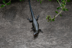 Plestiodon finitimus