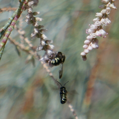 Anthidiellum ehrhorni