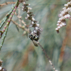 Anthidiellum ehrhorni