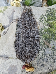 Costaria costata