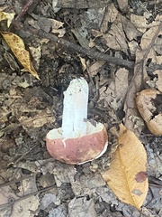 Fungi