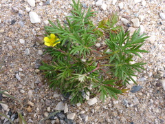 Potentilla bimundorum