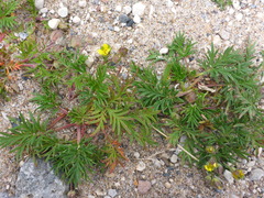 Potentilla bimundorum