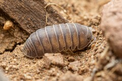 Venezillo arizonicus