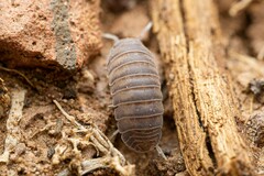 Venezillo arizonicus