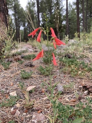 Penstemon barbatus torreyi