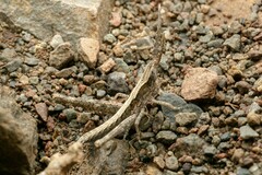 Acantherus piperatus