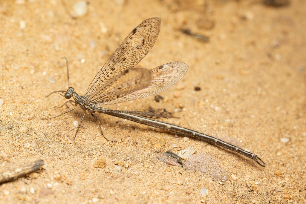 Scotoleon peregrinus