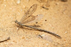 Scotoleon peregrinus