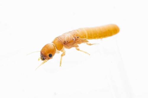 Light Western Drywood Termite photo 4