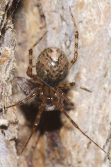 Theridion zantholabio