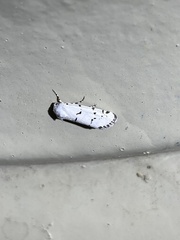 Grotella binda