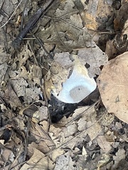 Fungi