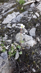 Saxifraga cernua