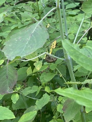 Pyrausta orphisalis