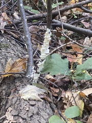 Fungi