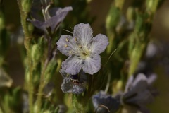 Phacelia pringlei