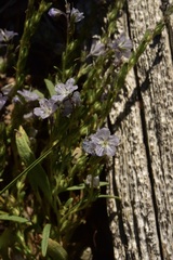 Phacelia pringlei