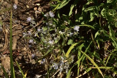 Phacelia pringlei