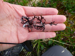 Masonhalea richardsonii