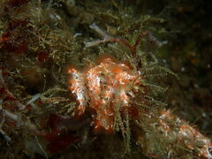 Salmacina tribranchiata