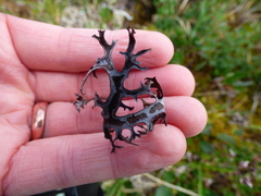 Masonhalea richardsonii