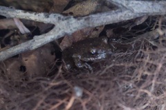 Pseudacris cadaverina