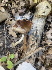 Fungi