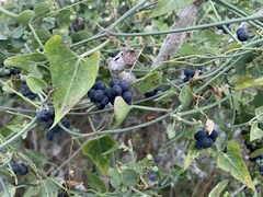 Cocculus diversifolius