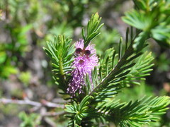 Melaleuca decussata