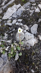 Saxifraga cernua