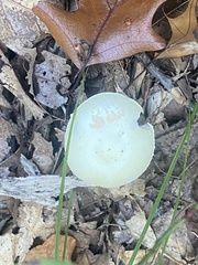 Fungi