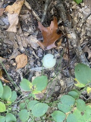 Fungi