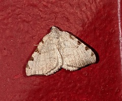 Macaria coortaria