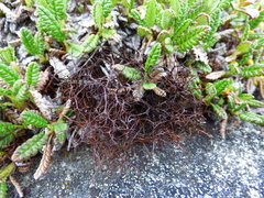 Bryocaulon divergens