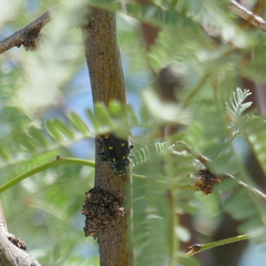 Chrysobothris gemmata