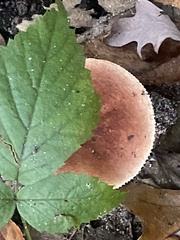 Fungi